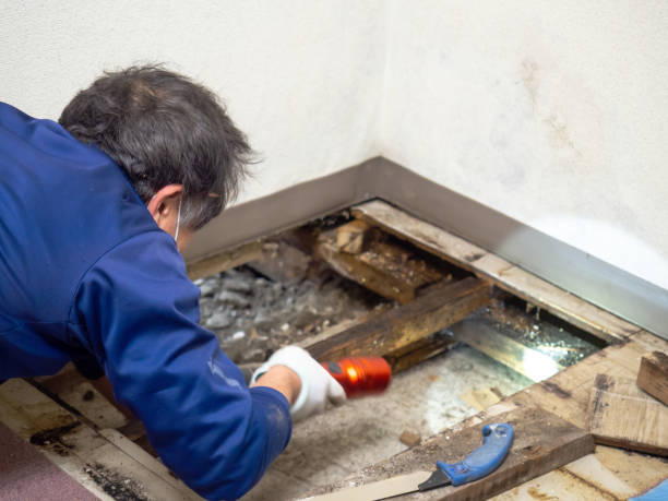 Best Crawl Space Mold Removal  in New Paris, OH