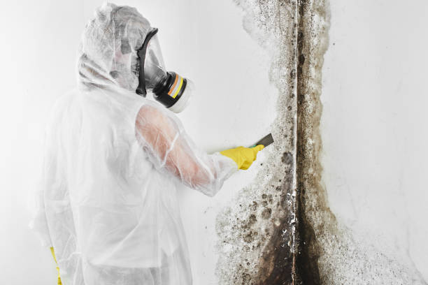 Attic Mold Removal in New Paris, OH