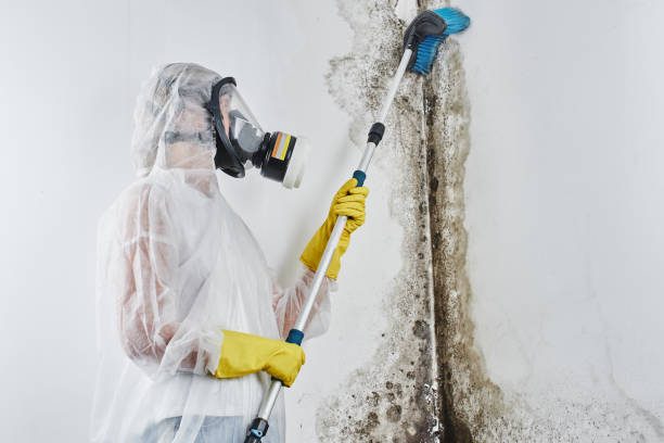 Best Office Mold Removal Services  in New Paris, OH