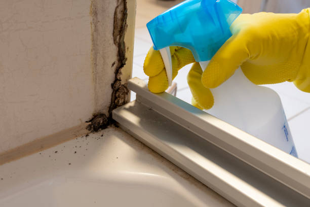 Best Professional Mold Removal  in New Paris, OH