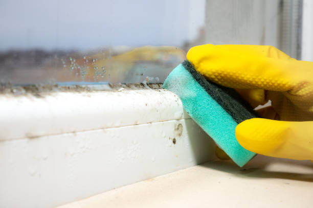 Best Mold Cleaning Services  in New Paris, OH