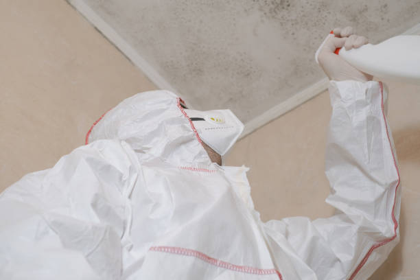 Best Commercial Mold Removal  in New Paris, OH