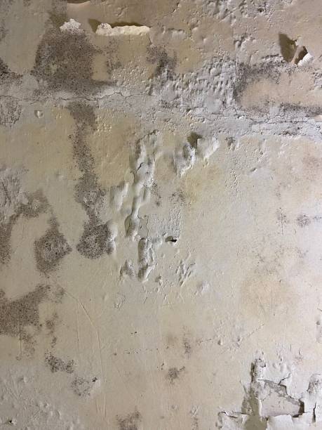 Home Mold Removal in New Paris, OH