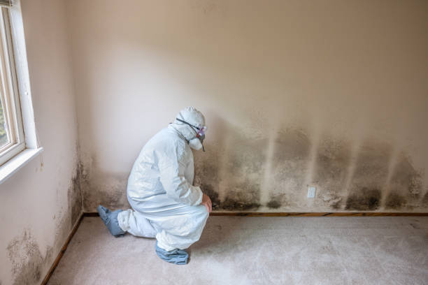 Best Affordable Mold Removal  in New Paris, OH