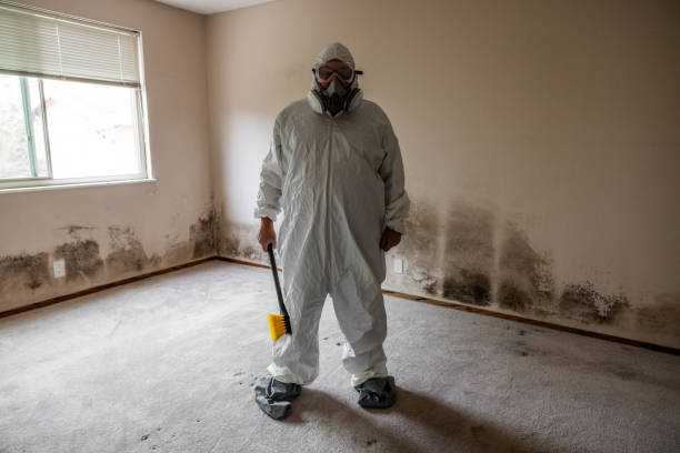 Best Black Mold Removal  in New Paris, OH