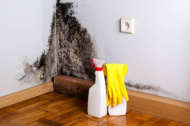 Best Local Mold Removal Service  in New Paris, OH