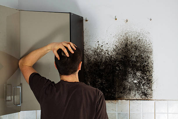 Best Toxic Mold Removal  in New Paris, OH