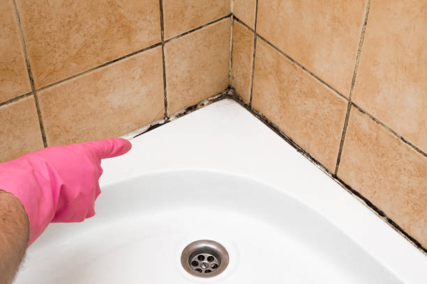 Best Toxic Mold Removal  in New Paris, OH